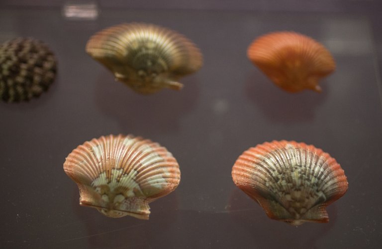 Seashells from the Marine Biology permanent exhibition. | Courtesy: The Goulandris Museum of Natural History