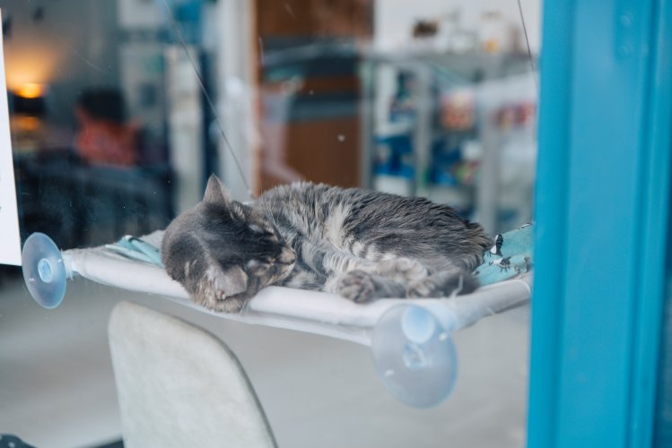 a gray cat sleeping in a window hammock