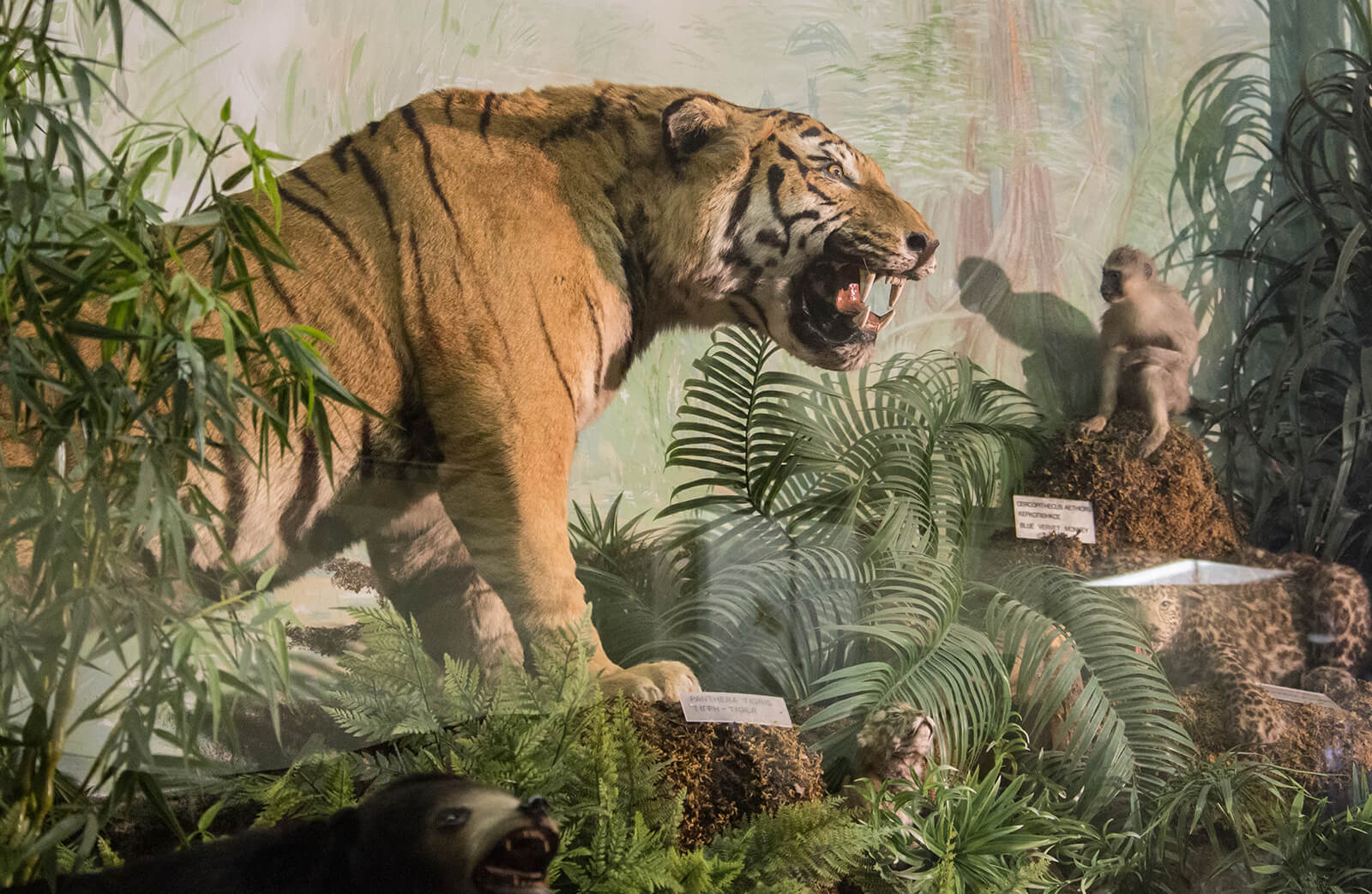 These life-size animal replicas will be popular with your kids. | Courtesy: Goulandris Natural History Museum  
