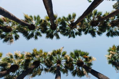 Palm trees at the National Garden