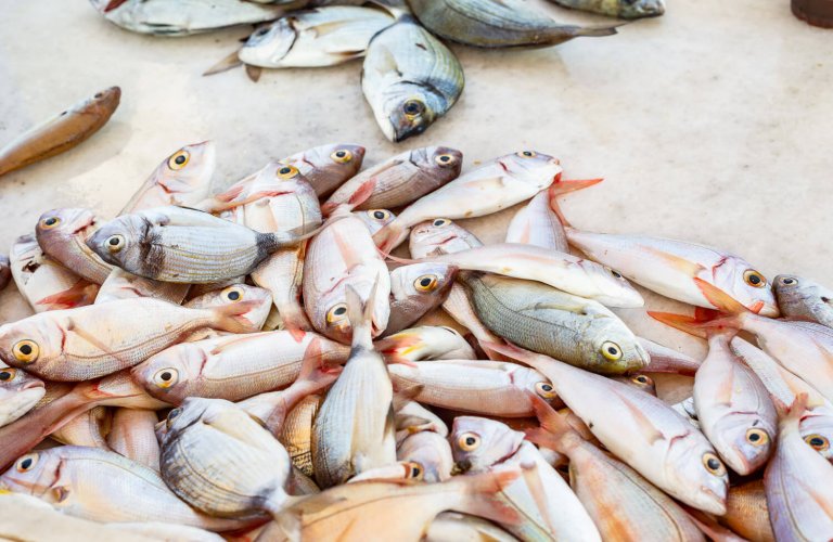 Fresh fish, Glyfada fish market