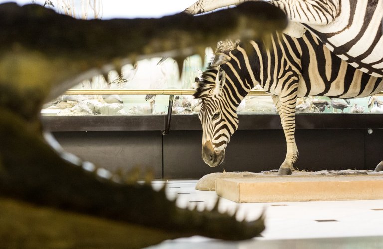 The Zoology permanent exhibition. | Courtesy: The Goulandris Museum of Natural History