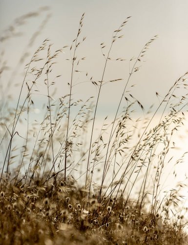 closeup of dried grass