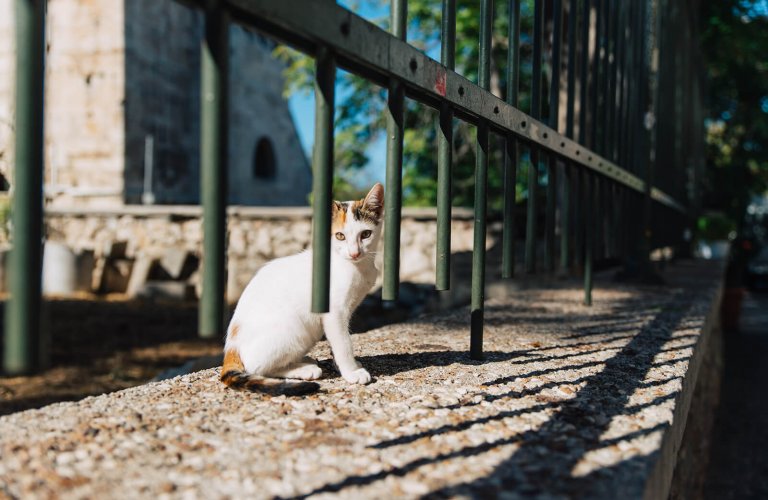 a cat in Plaka Athens