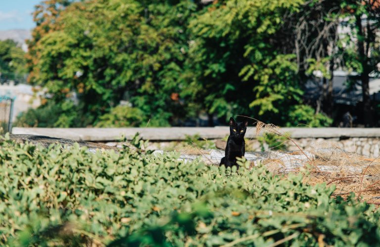 a black cat in Athens