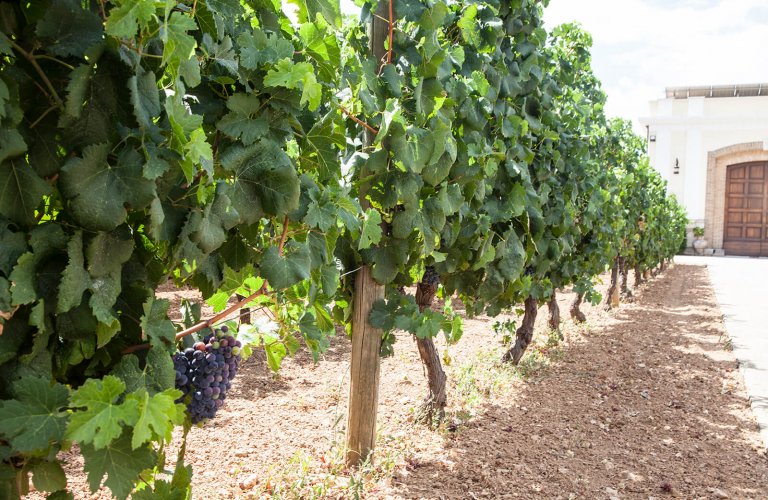 a vineyard at Ginas winery