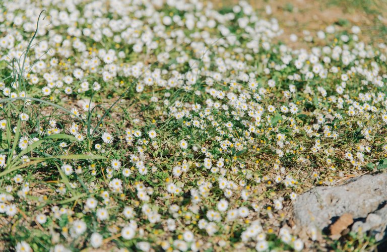 ground covered in camomile at Philopappou Hill in Athens