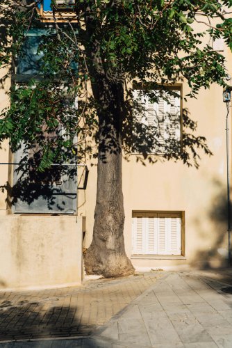 a tree outside of a house.