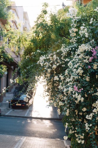 flowers at a pedestrian road. 