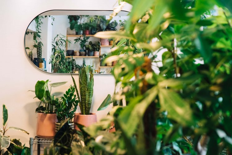 the interior of a plant shop, a mirror on the wall, plants and pots around.