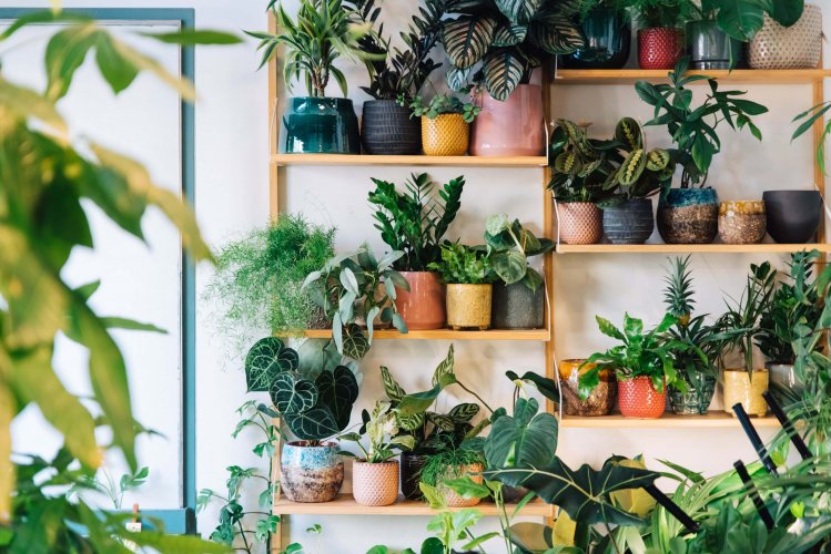 the interior of a plant shop, shelves on the wall with plants and pots on them.