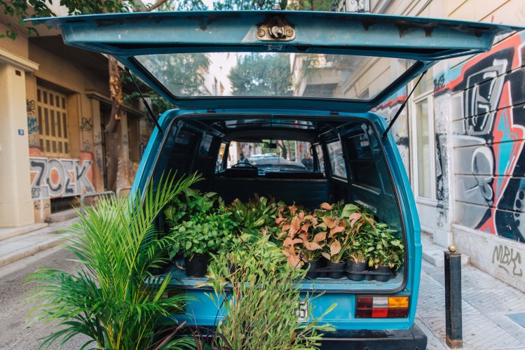 flowers in a blue car's trunck, small trees in front of it.