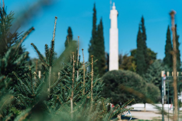 a view of the Athena sculpture through the Christmas trees at Pedion tou Areos park. 