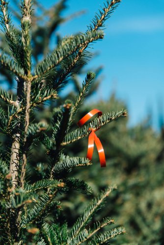 a christmas tree with a little red ribbon on a branch.