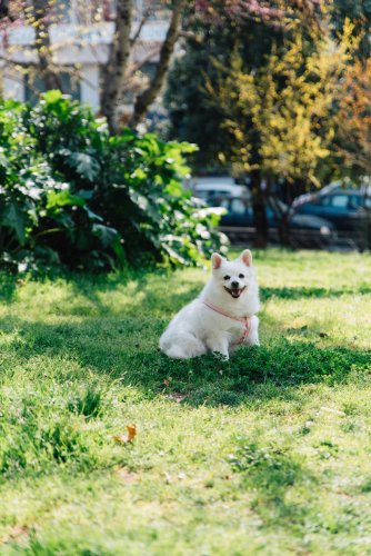 a white dog at the park.