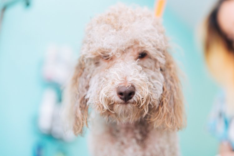a wet poodle at a groomer's