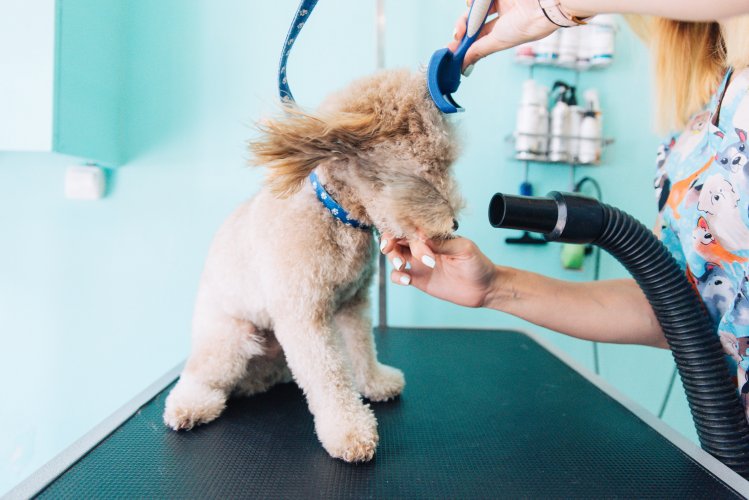 a poodle being dried on a groomer's bench