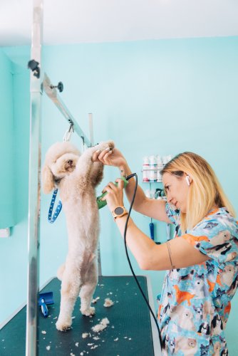 a poodle getting his belly trimmed at a groomer's