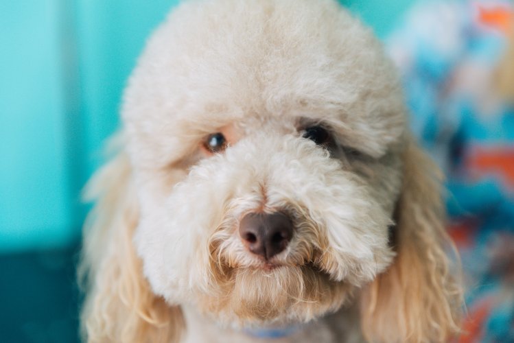close up of a poodle