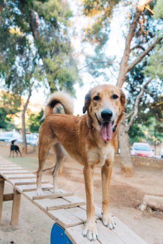 a dog on a ramp in a dog park