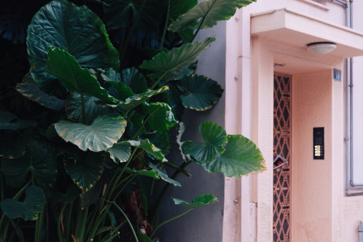 the entrance of a buiding and a tall succulent plant.