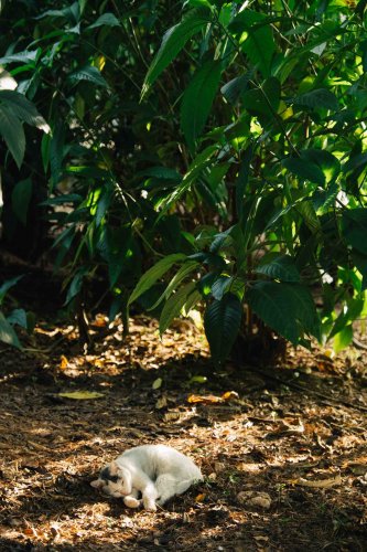 a cat sleeping on the soil under the trees.