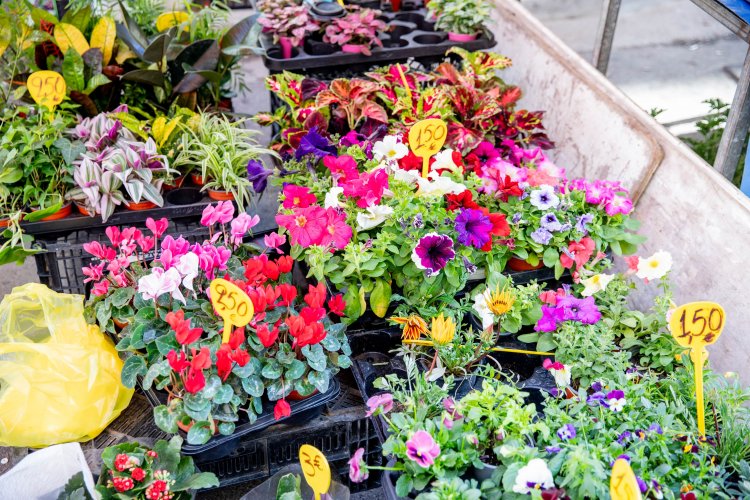 flowers at a farmers' market.