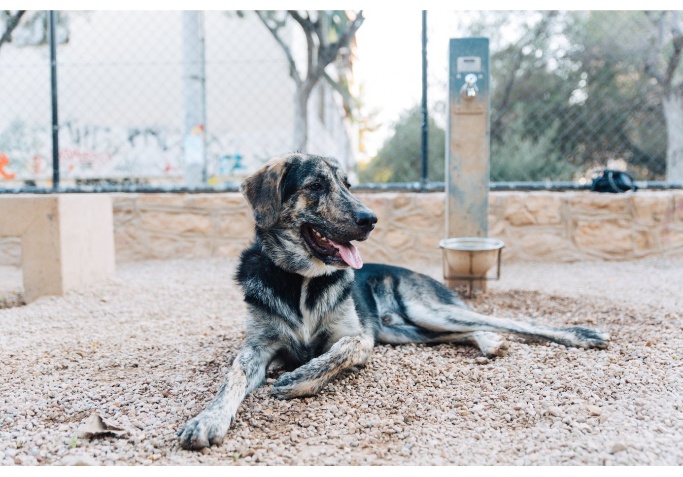 a dog lying in a dog park