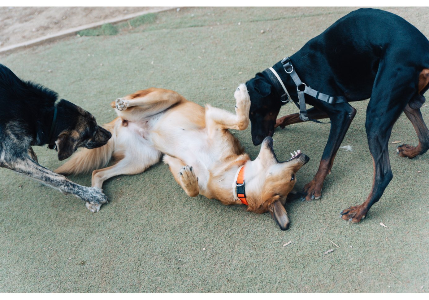 three dogs playing, one of them lying belly up