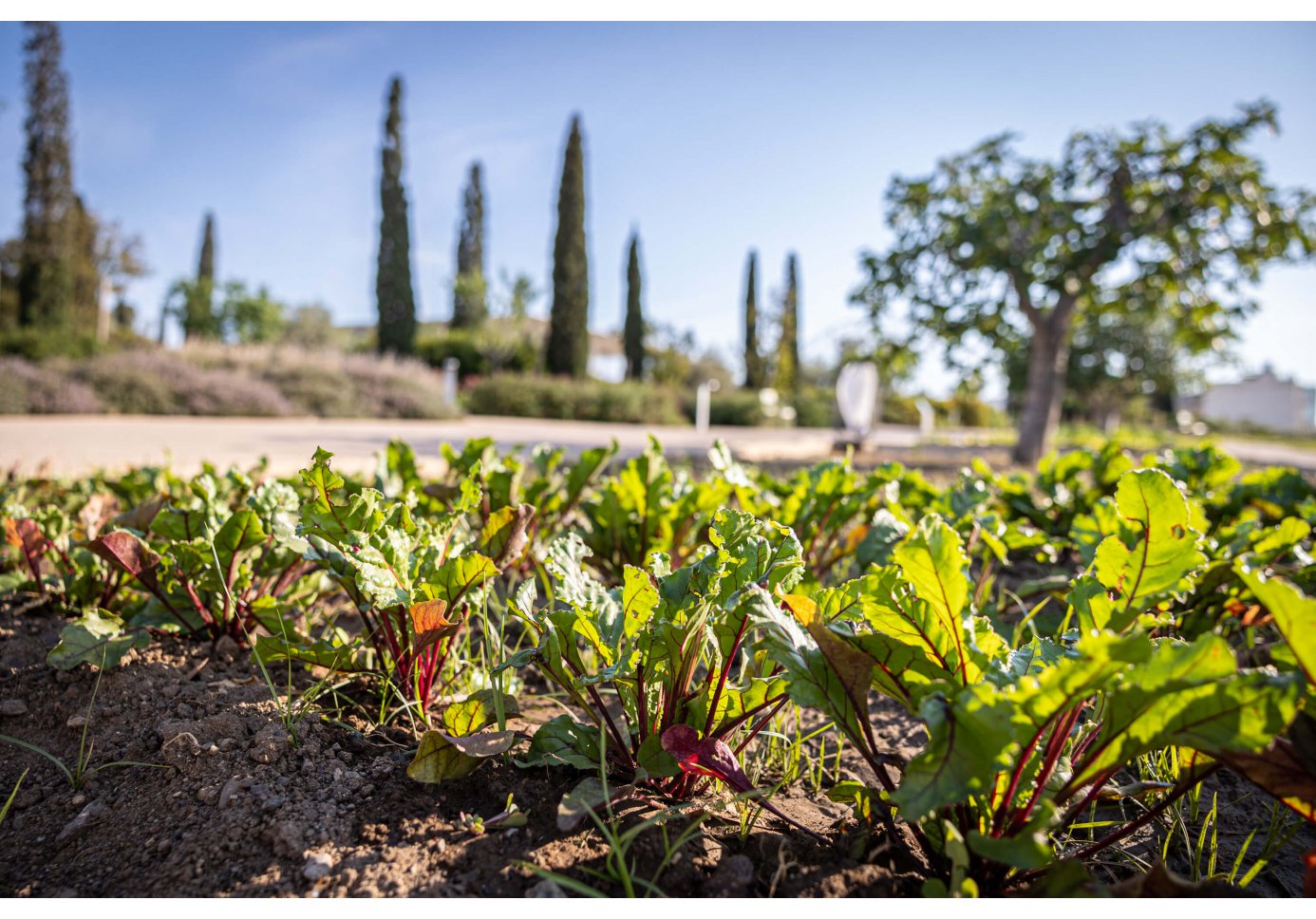 a photo of vegetation, planted turnips in a park-like garden